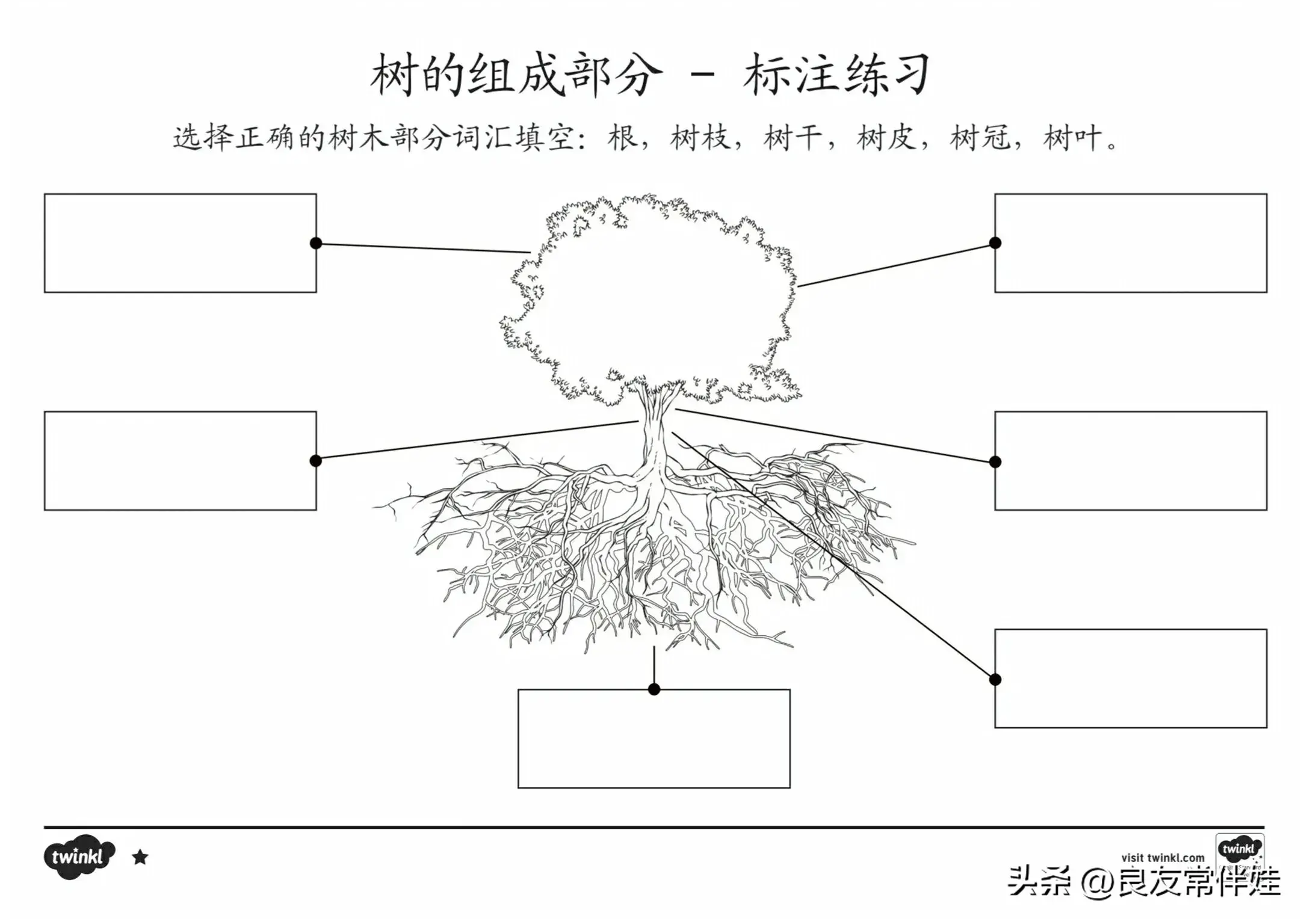 「植树节」为小朋友准备的植物种植观察图