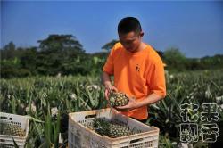 菠萝、凤梨、金钻、金菠萝、水菠萝……傻傻分不清的菠萝家族