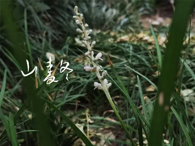 自然·植物观察笔记：山麦冬、木槿、萱草、梧桐