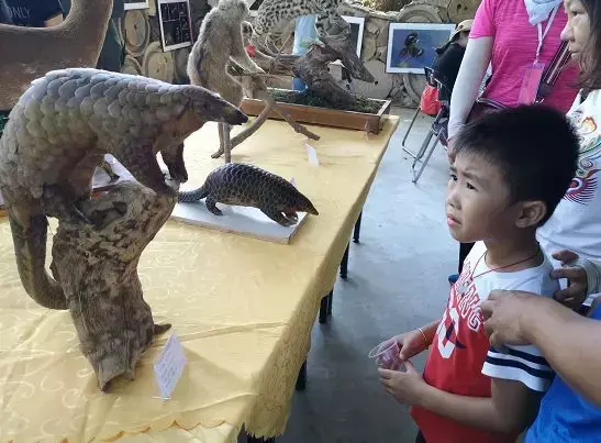 白头叶猴、黑叶猴、熊猴、云豹……广西动植物宣传月，让我们一起来认识这些生活在广西的小伙伴