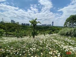 花美人少 这片小雏菊可以“包场”打卡