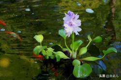 水里有它非常好，净化水质也美化环境 但请记住它是双面性生物