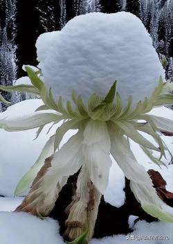 雪莲（图片选自网络）