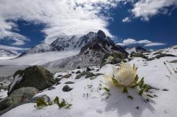 花朵美图｜圣洁的天山雪莲花、北国最早报春的冰凌花合集55张