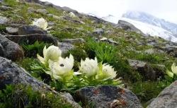 国家二级重点保护野生植物-雪莲