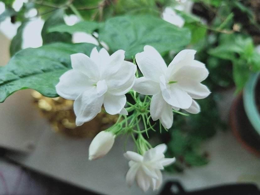 夏季蚊虫多，种4盆驱蚊植物，蚊子不敢靠近，大人小孩睡得香