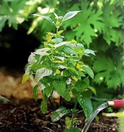 不伤植物的移栽技巧，3分钟即可完成