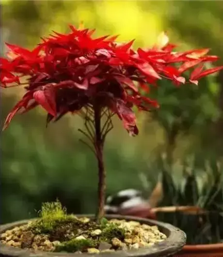 植物最喜欢什么土？教你配制最适合植物生长的土