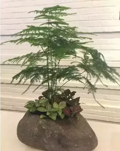 植物最喜欢什么土？教你配制最适合植物生长的土