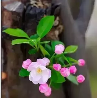 植物最喜欢什么土？教你配制最适合植物生长的土