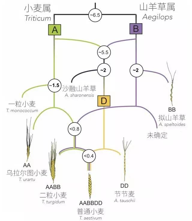 五谷杂粮-小麦