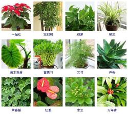 100种观叶植物大起底！收起来以后慢慢养！