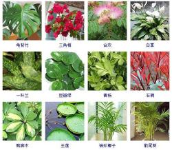 100种观叶植物大起底！收起来以后慢慢养！