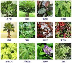 100种观叶植物大起底！收起来以后慢慢养！