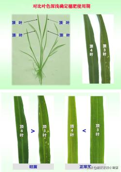 水稻穗肥：什么时间追肥？用哪种肥？每亩用多少肥？能用氮肥吗？