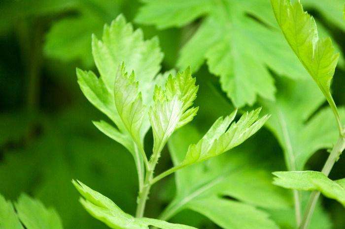 这4种花草既能驱蚊虫还好养活，家里摆一盆，比花露水还管用