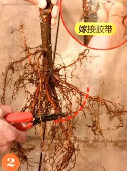 9张图就能看懂树苗移植方法全过程