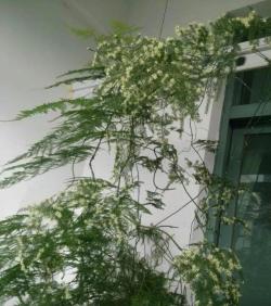 文竹爬满整个围墙，盆栽养成爬藤植物，还开满小白花