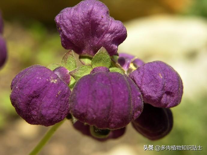 高山花卉播种经验谈，原来不发芽是这种原因