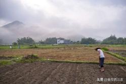 药食两用作物山奈，注重八个种植细节，采用套种栽培，高产有效益