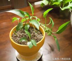 家里常见的7种植物越冬养护，新手看过来