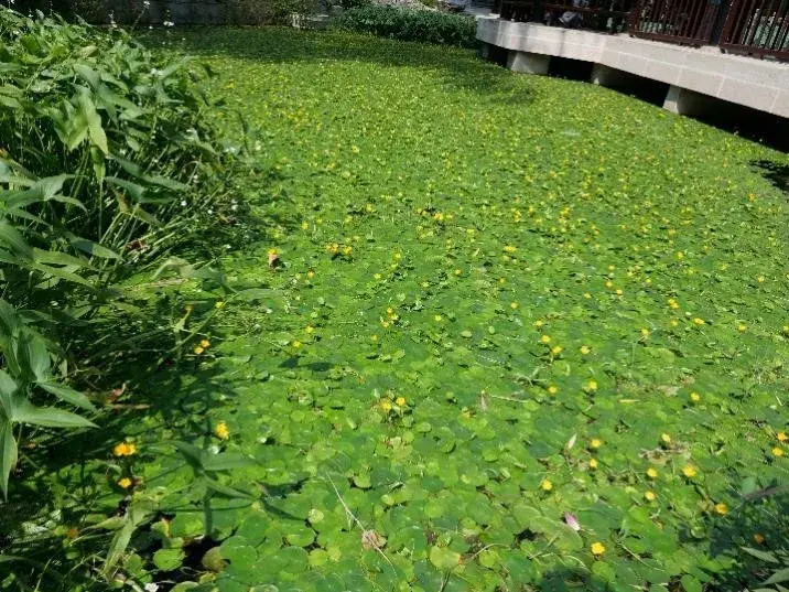 世界地球日，带你认识美丽的湿地植物