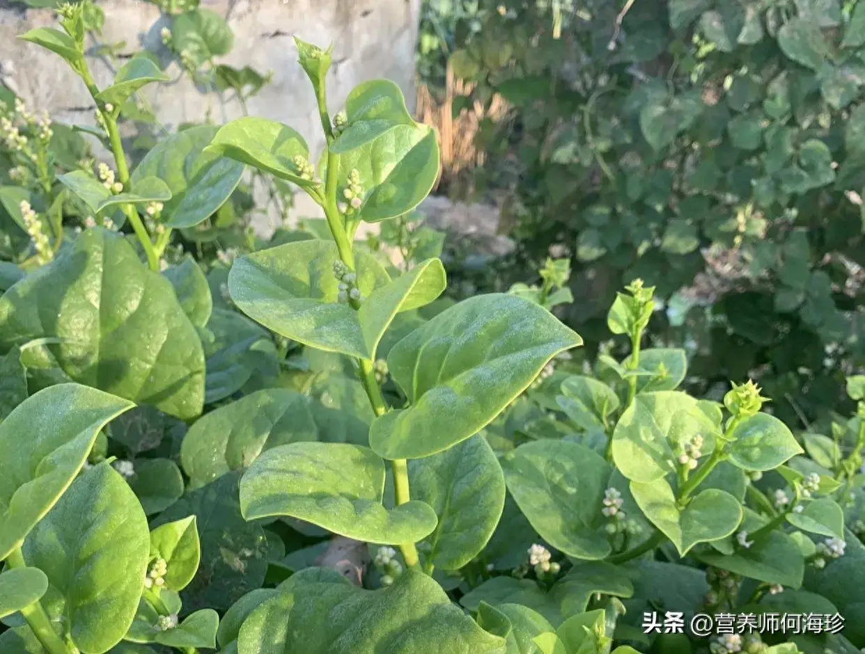 俗称“豆腐菜”，又有“通便菜”之称，懂的人都在吃，现在正当季