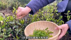 为什么高山上的茶不会减产？