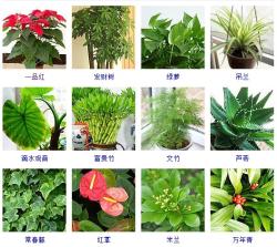 这100种观叶植物，你都见过养过吗？