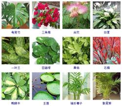 这100种观叶植物，你都见过养过吗？