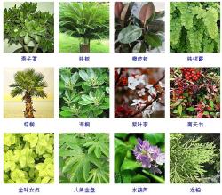 这100种观叶植物，你都见过养过吗？