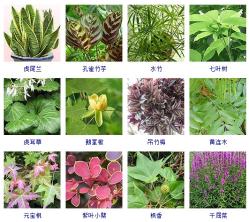 这100种观叶植物，你都见过养过吗？