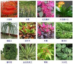 这100种观叶植物，你都见过养过吗？