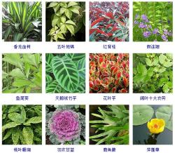 这100种观叶植物，你都见过养过吗？