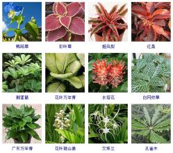 这100种观叶植物，你都见过养过吗？