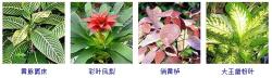 这100种观叶植物，你都见过养过吗？