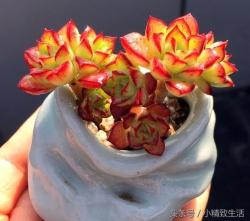 新手养多肉：5种多肉植物爆头变群生的方法，看看你选择哪一种？