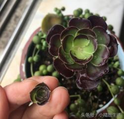 新手养多肉：5种多肉植物爆头变群生的方法，看看你选择哪一种？