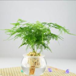 客厅摆这7种水培植物 好看又不招虫子 家庭转财运赶紧种起来！