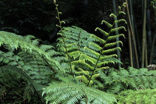 蕨类植物新介绍，你认识几种？