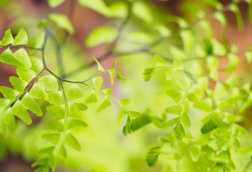 蕨类植物新介绍，你认识几种？