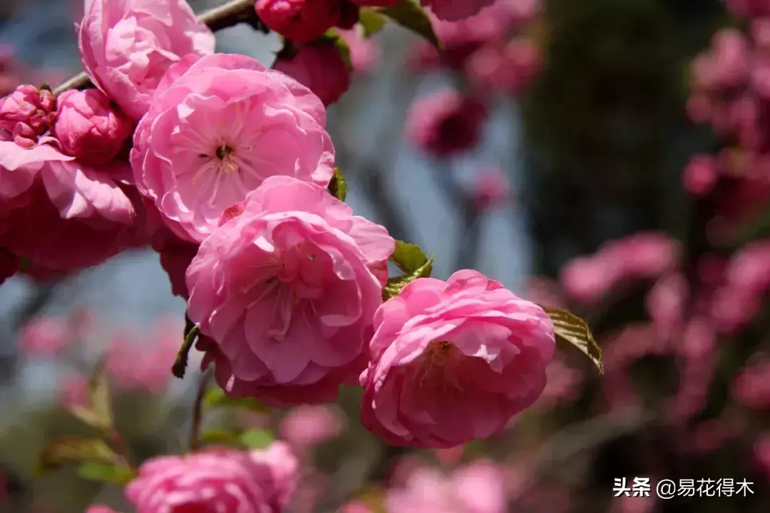 榆叶梅（小桃红）的鉴赏与栽培养护