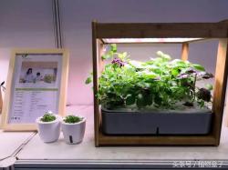 科技赋能园艺 植物盒子构建未来智能家居生态生活