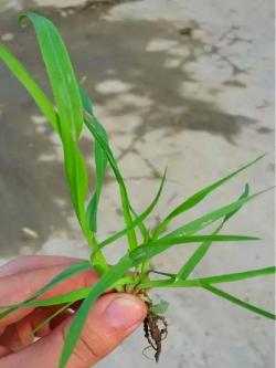 那些长相似菖蒲的植物，黄花鸢尾、节节麦你认识吗？