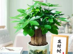 秋冬季节，这5种观叶植物建议不要买，过冬存活率低，太“娇气”