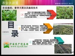 农业栽培：紫背天葵及其栽培技术