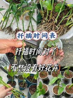 6种洋气花，人称“死不了”，秋凉扦插，沾土生根，好活