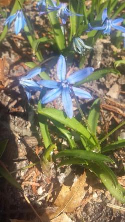 适合秋季栽培的球茎花卉，冬季还有适当耐寒能力