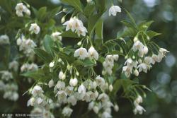 中药材野茉莉