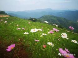 格桑花究竟是什么花？